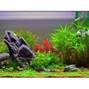 Акваріумні рослини